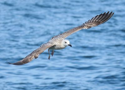 Caspian Gull - Larus cachinnans (Pontische Meeuw) 