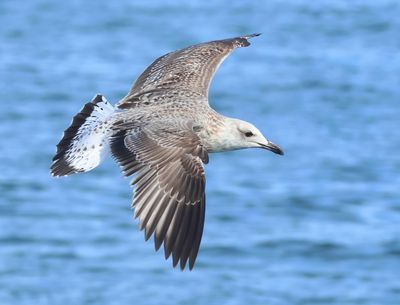 Caspian Gull - Larus cachinnans (Pontische Meeuw) 