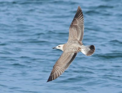 Caspian Gull - Larus cachinnans (Pontische Meeuw) 