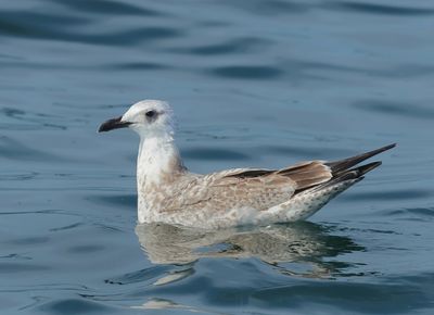 Caspian Gull - Larus cachinnans (Pontische Meeuw) 
