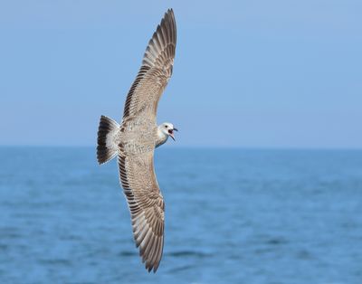 Caspian Gull - Larus cachinnans (Pontische Meeuw) 