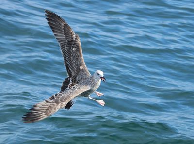 Caspian Gull - Larus cachinnans (Pontische Meeuw) 