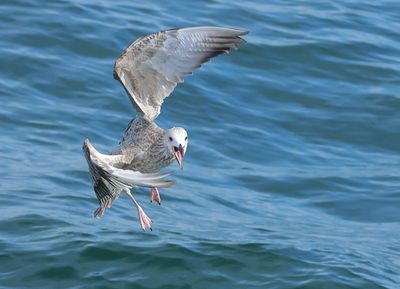 Caspian Gull - Larus cachinnans (Pontische Meeuw) 