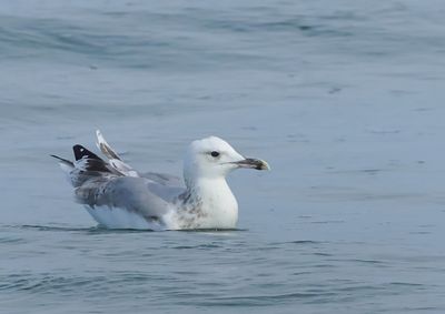 Caspian Gull - Larus cachinnans (Pontische Meeuw) 