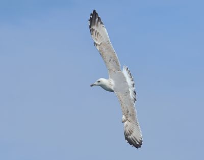 Caspian Gull - Larus cachinnans (Pontische Meeuw) 