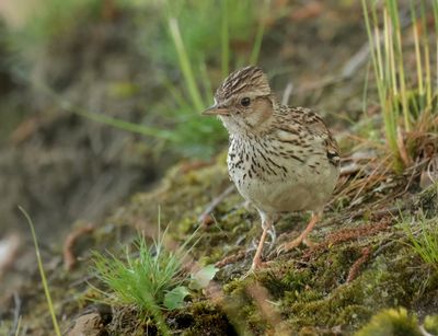 Larks - Alaudidae (Leeuweriken)