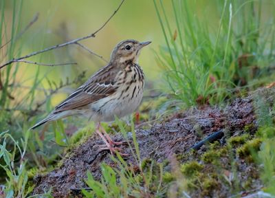 Tree Pipit - Anthus trivialis (Boompieper)