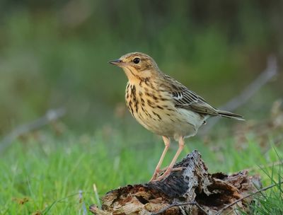 Tree Pipit - Anthus trivialis (Boompieper)