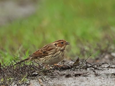 Little Bunting - Emberiza pusilla (Dwerggors)