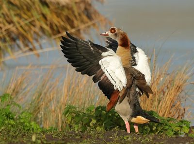 Egyptian Goose - Alopochen aegypticus (Nijlgans)