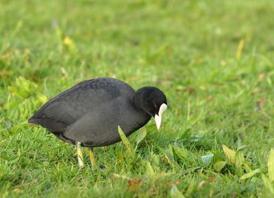 Eurasian Coot - Fulica atra (Meerkoet)