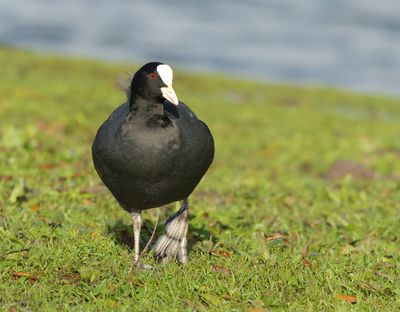 Eurasian Coot - Fulica atra (Meerkoet)
