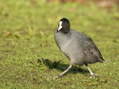 Eurasian Coot - Fulica atra (Meerkoet)