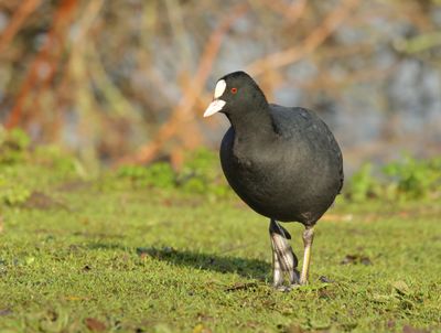 Eurasian Coot - Fulica atra (Meerkoet)