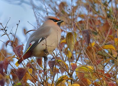 Bohemian Waxwing - Bombycilla garrulus (Pestvogel)