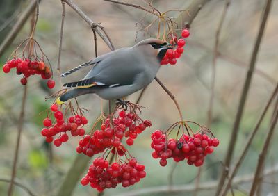 Bohemian Waxwing - Bombycilla garrulus (Pestvogel)