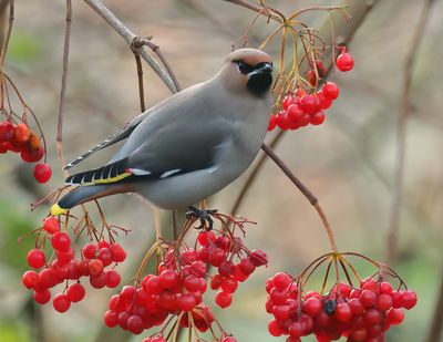 Bohemian Waxwing - Bombycilla garrulus (Pestvogel)