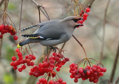 Bohemian Waxwing - Bombycilla garrulus (Pestvogel)
