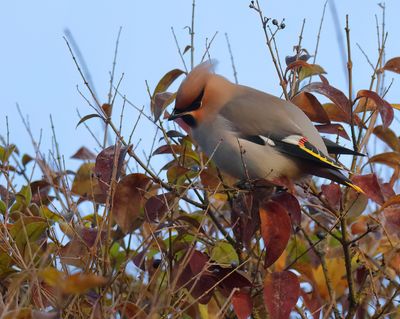 Bohemian Waxwing - Bombycilla garrulus (Pestvogel)