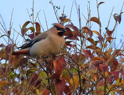 Bohemian Waxwing - Bombycilla garrulus (Pestvogel)