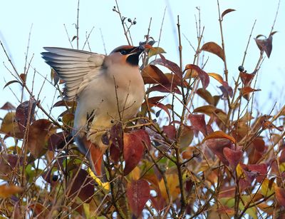 Bohemian Waxwing - Bombycilla garrulus (Pestvogel)