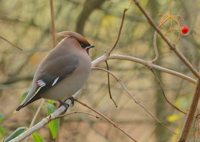 Bohemian Waxwing - Bombycilla garrulus (Pestvogel)