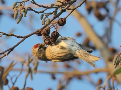 Common Redpoll - Carduelis flammea (Grote Barmsijs)
