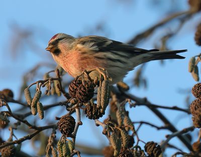 Common Redpoll - Carduelis flammea (Grote Barmsijs)