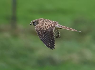 Eurasian Kestrel - Falco tinnunculus (Torenvalk)