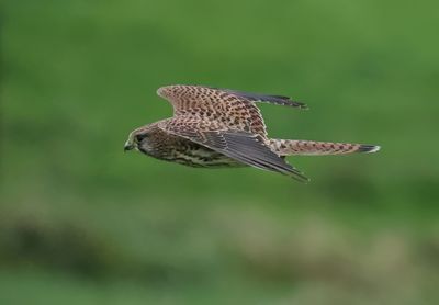 Eurasian Kestrel - Falco tinnunculus (Torenvalk)