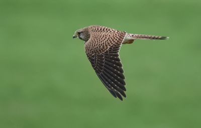 Eurasian Kestrel - Falco tinnunculus (Torenvalk)