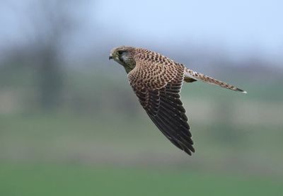 Eurasian Kestrel - Falco tinnunculus (Torenvalk)