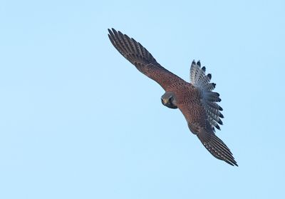 Eurasian Kestrel - Falco tinnunculus (Torenvalk)