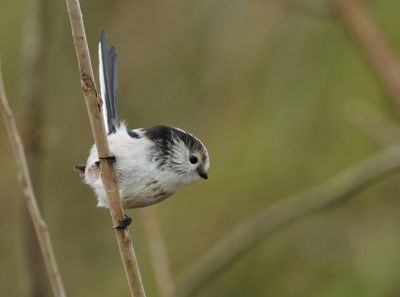 Long-tailed Tit - Aegithalos caudatus europaeus