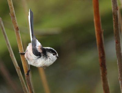 Long-tailed Tit - Aegithalos caudatus europaeus