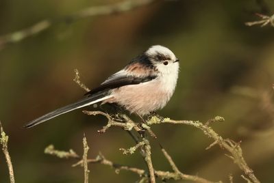 Long-tailed Tit - Aegithalos caudatus europaeus