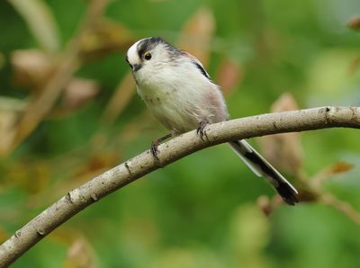 Long-tailed Tit - Aegithalos caudatus europaeus