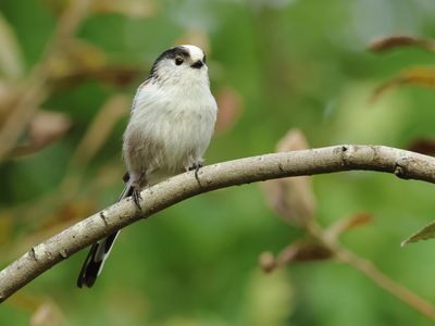 Long-tailed Tit - Aegithalos caudatus europaeus