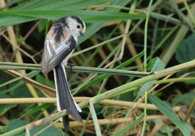 Long-tailed Tit - Aegithalos caudatus europaeus