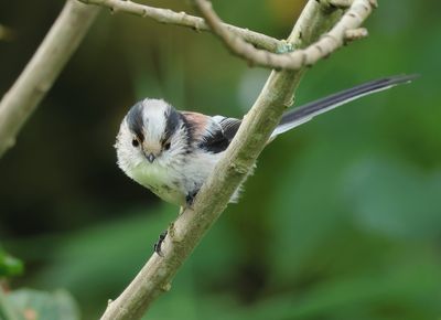 Long-tailed Tit - Aegithalos caudatus europaeus