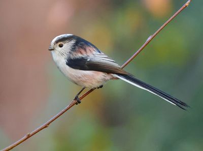 Long-tailed Tit - Aegithalos caudatus europaeus