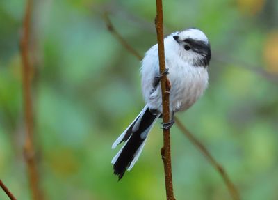 Long-tailed Tit - Aegithalos caudatus europaeus