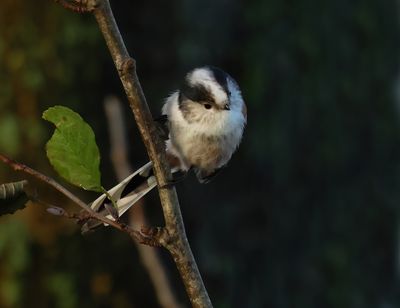 Long-tailed Tit - Aegithalos caudatus europaeus