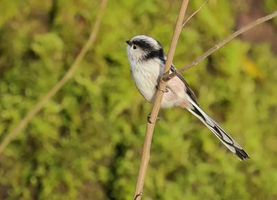Long-tailed Tit - Aegithalos caudatus europaeus