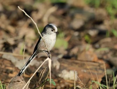 Long-tailed Tit - Aegithalos caudatus europaeus
