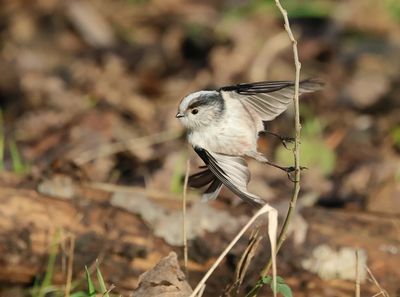 Long-tailed Tit - Aegithalos caudatus europaeus