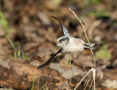Long-tailed Tit - Aegithalos caudatus europaeus