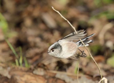 Long-tailed Tit - Aegithalos caudatus europaeus