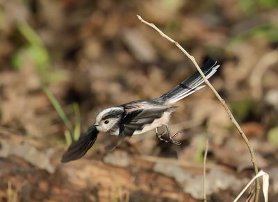 Long-tailed Tit - Aegithalos caudatus europaeus