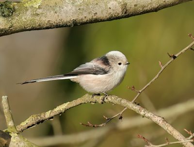 Long-tailed Tit - Aegithalos caudatus (intermediate form)
